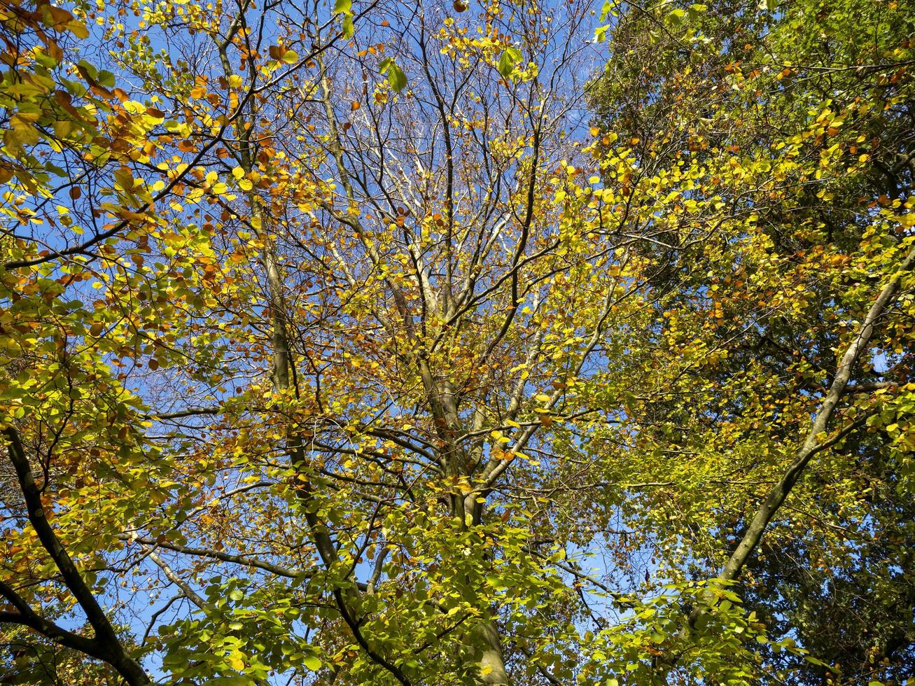 op zoek omhoog door boom takken met herfst gebladerte foto