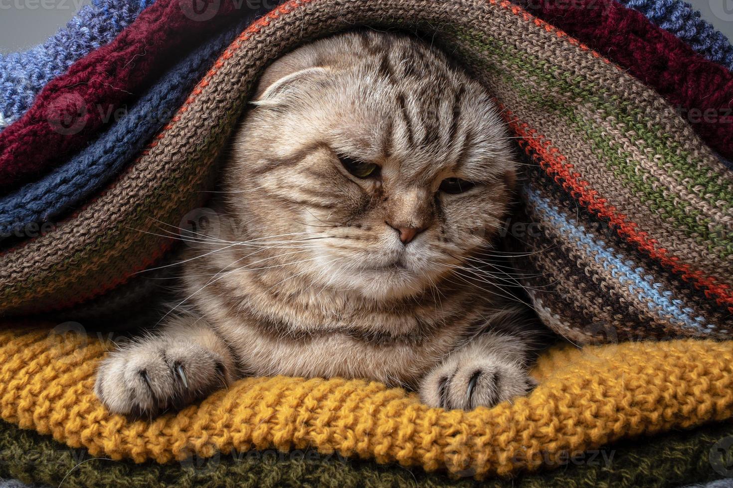 verlegen kat Schots vouwen zit in een stapel van kleurrijk, gebreid sjaal en op zoek verdrietig. voorbereidingen treffen voor verkoudheid het weer. foto