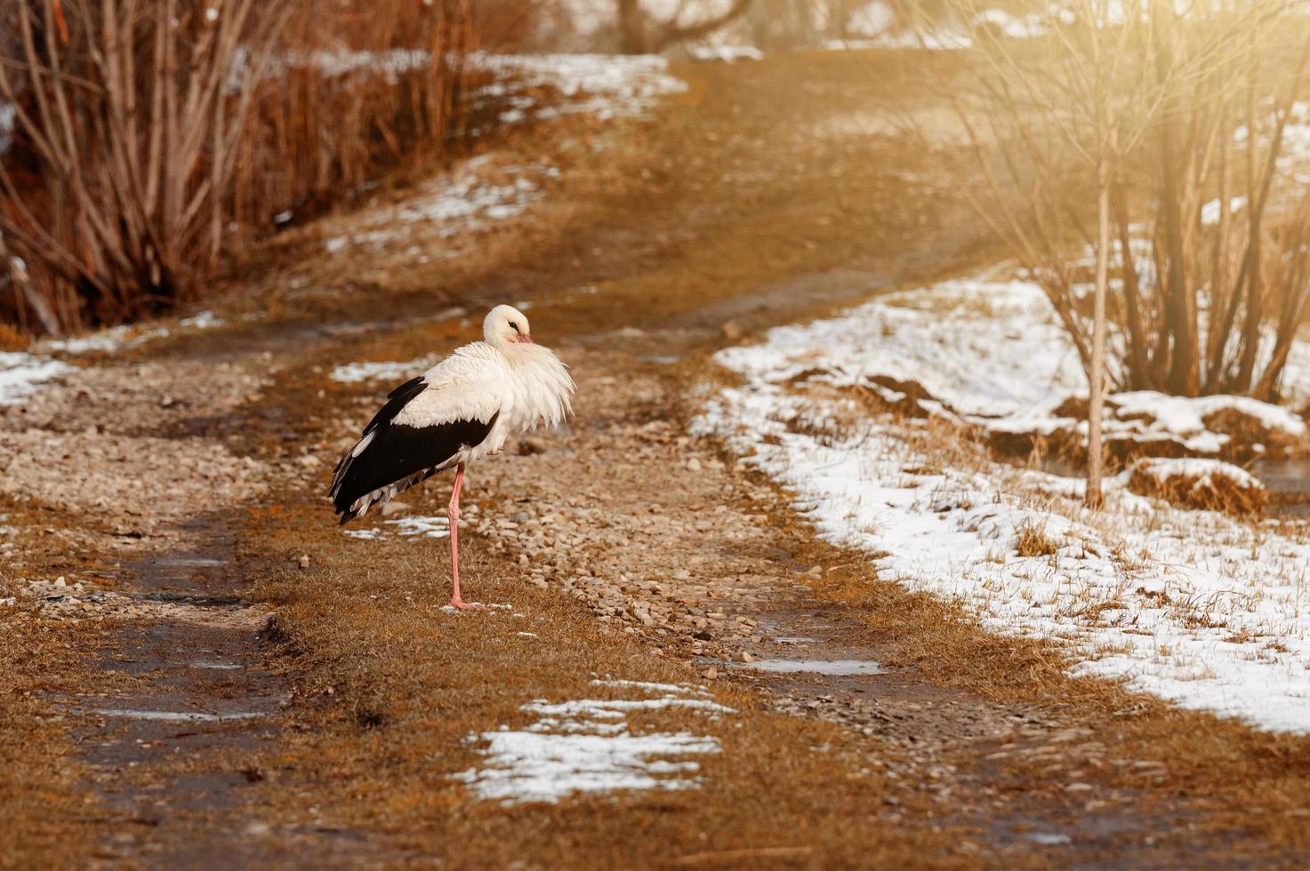ooievaar en vroeg voorjaar met sneeuw, migrerend ooievaar, vogelstand in Oekraïne. foto