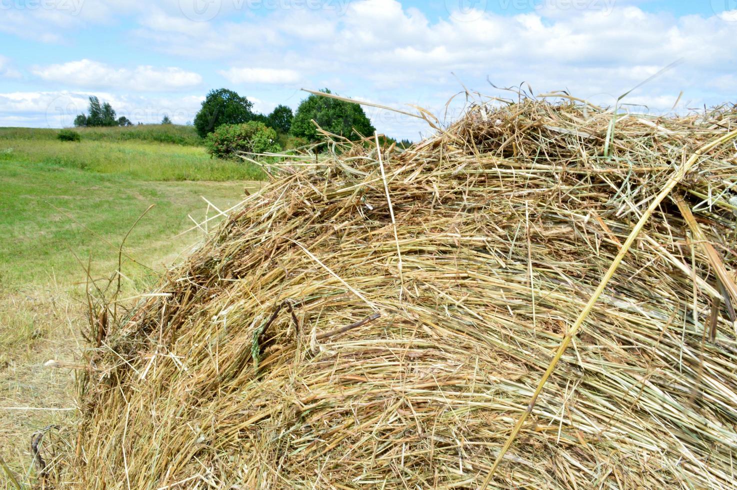 de structuur van een ronde natuurlijk droog droog hooiberg van rietje is een droog gras in een dorp Aan een boerderij tegen een blauw lucht met wolken. oogsten van dier voer. de achtergrond foto