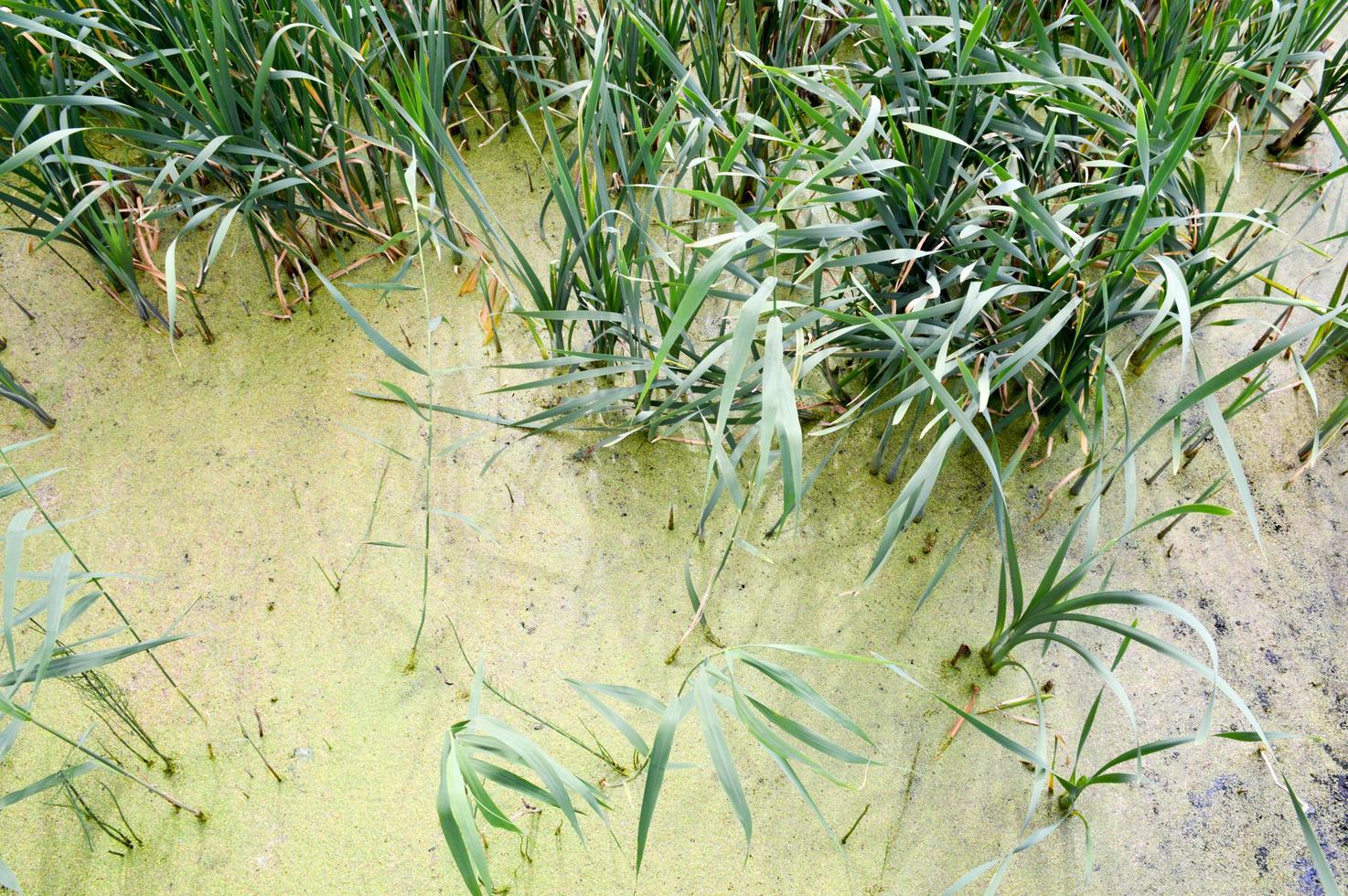structuur van groen moeras vuil natuurlijk water met planten van riet bladeren. de achtergrond foto