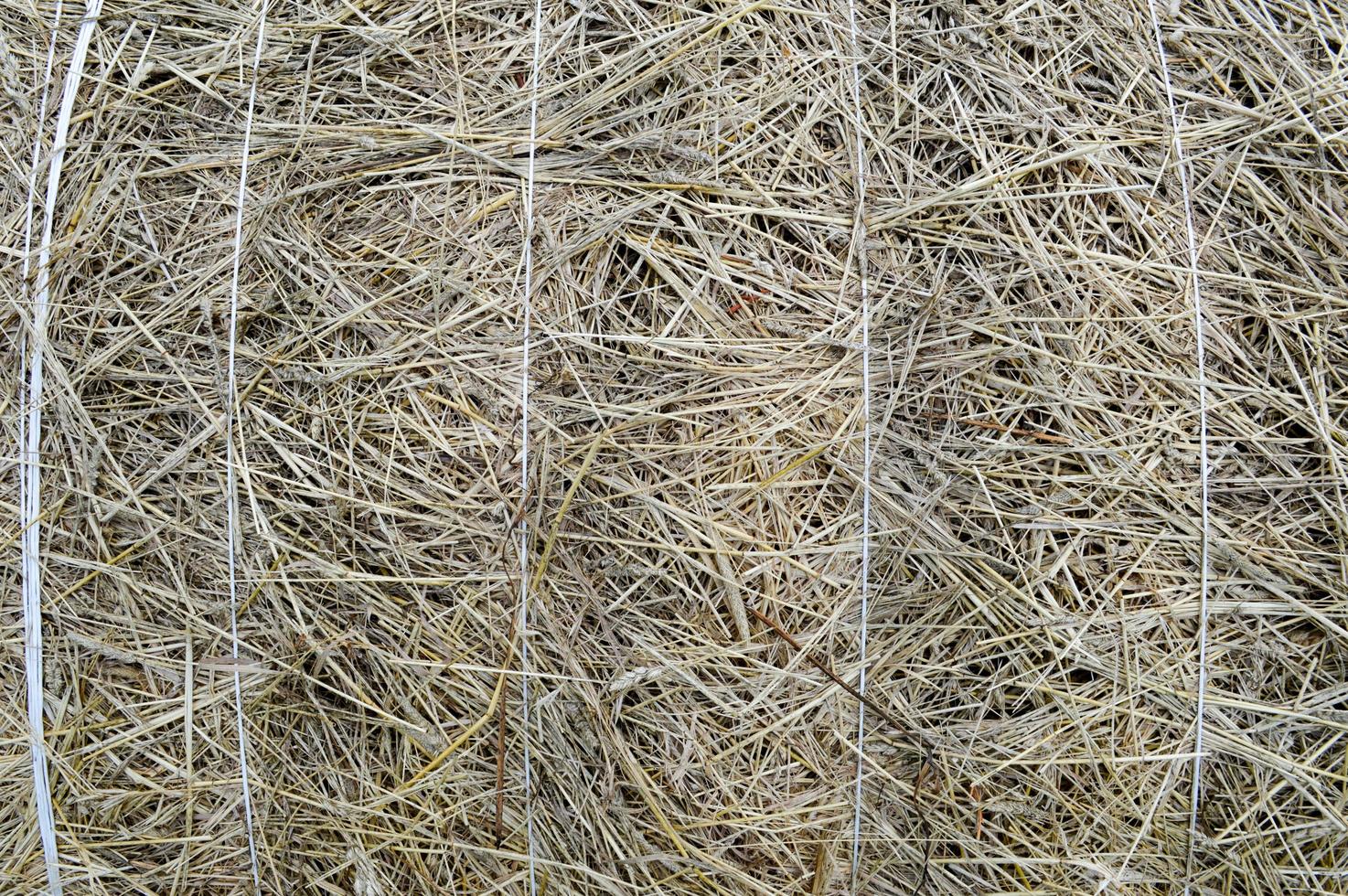 de structuur van een ronde natuurlijk droog droog hooiberg van rietje is een droog gras met aartjes en gras messen van bruin geel. de achtergrond foto