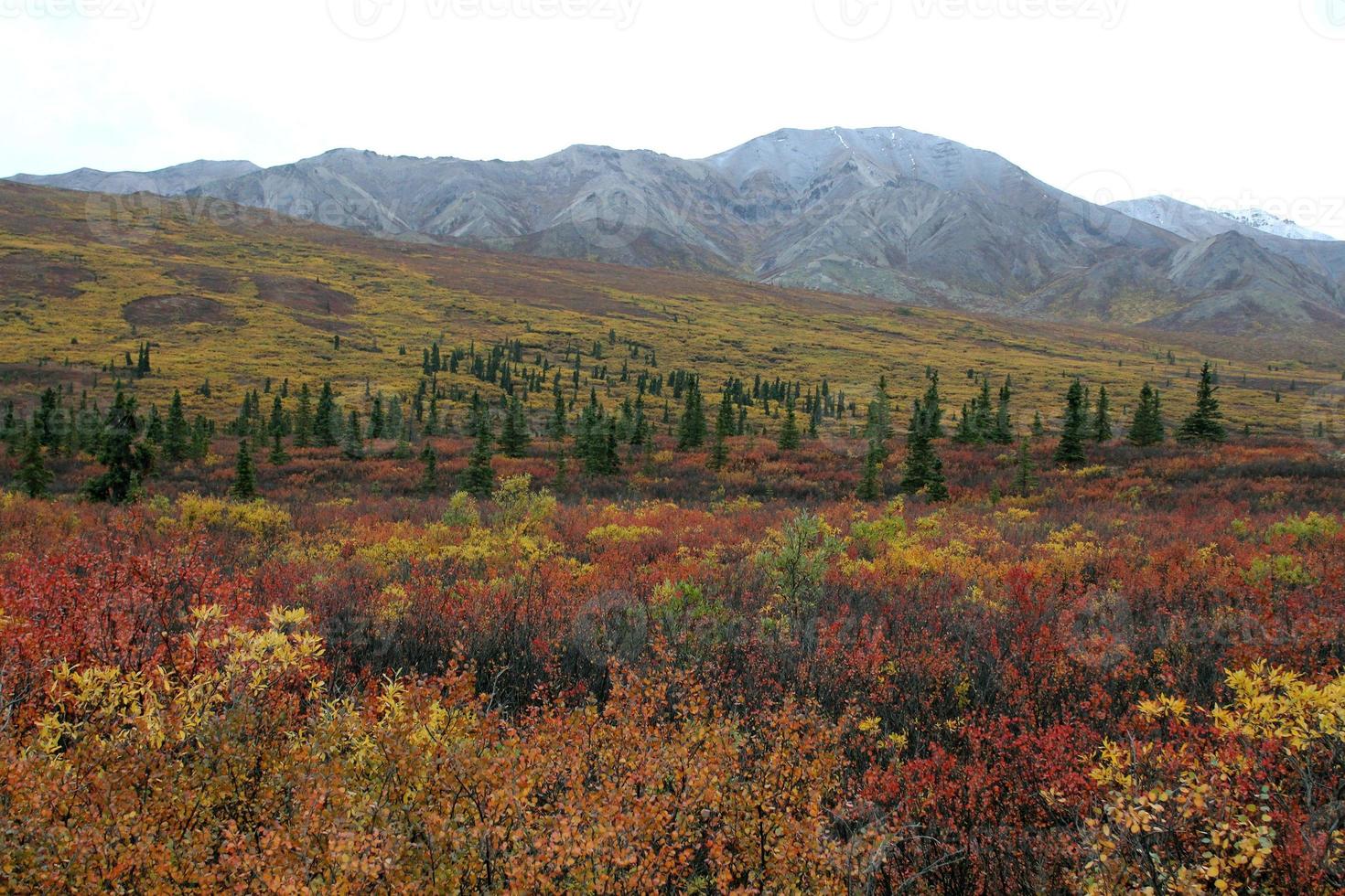 heldere herfstkleur in het nationale park van denali alaska foto