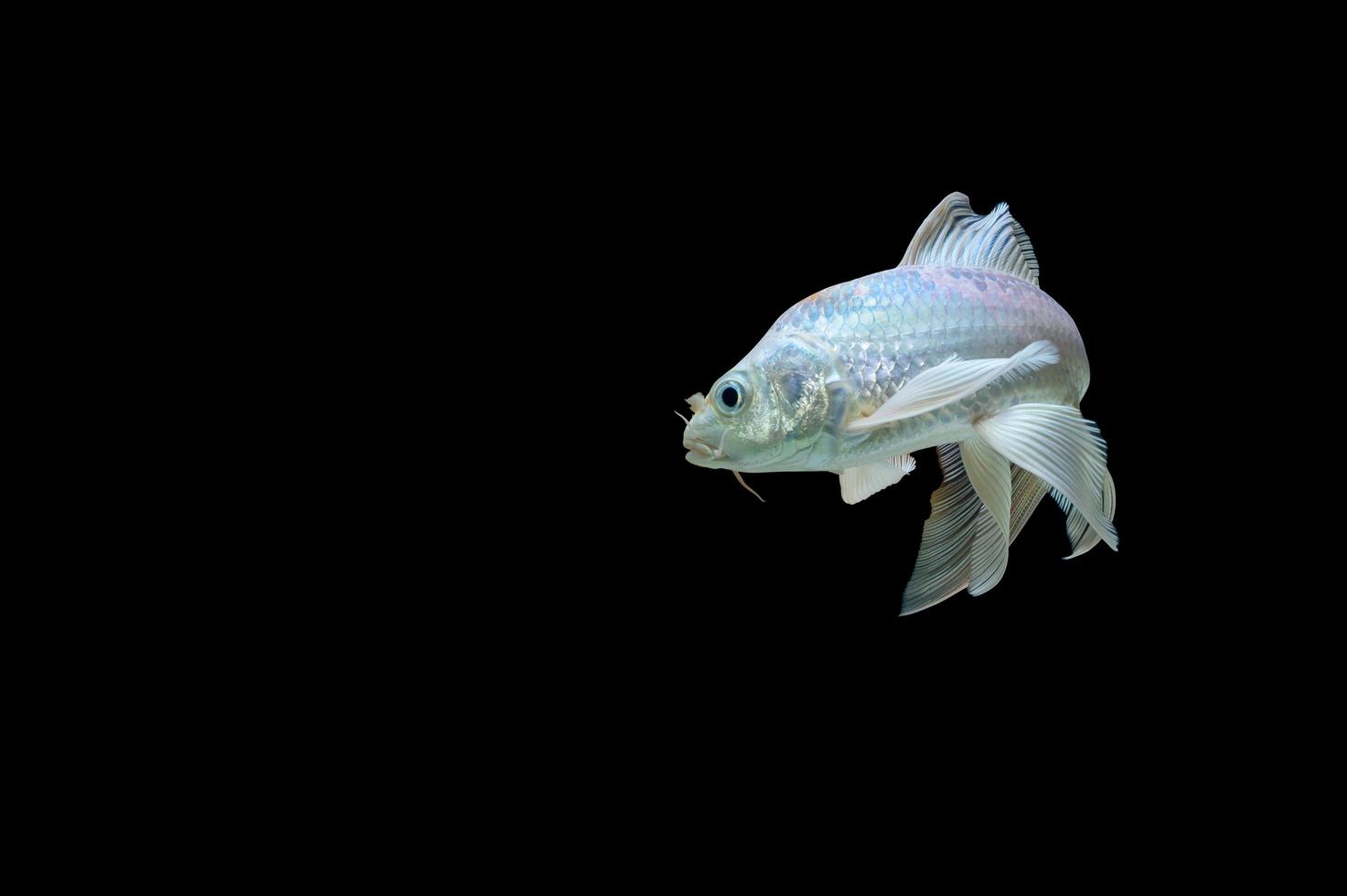 vlinder koi op zwarte achtergrond foto