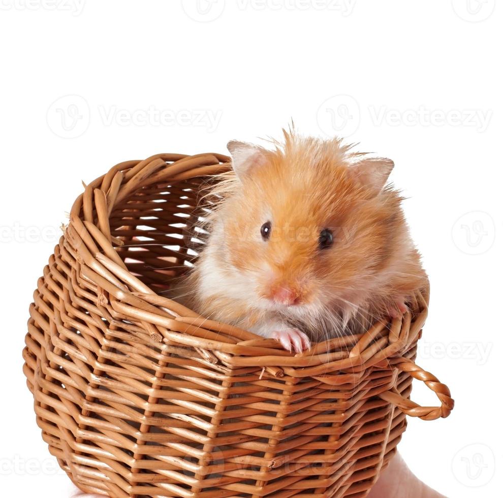 hamster in een mand geïsoleerd Aan een wit achtergrond foto