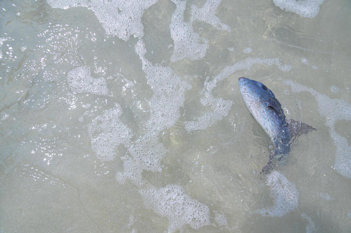 dode vissen in het water op het strand foto