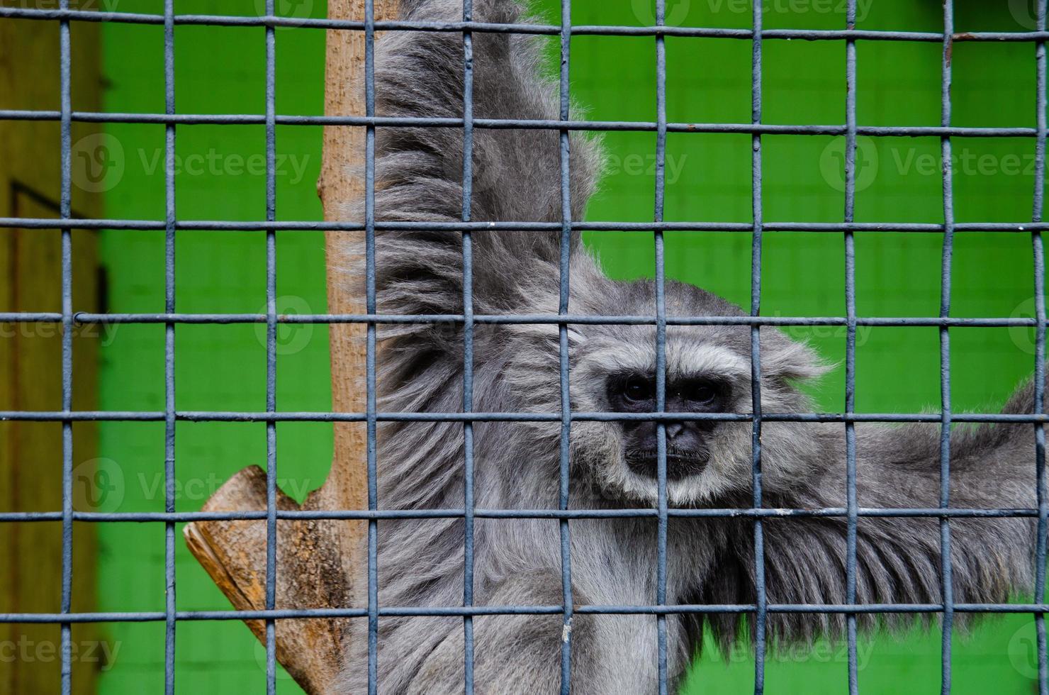 een detailopname schot van een aap in een kooi in een dierentuin foto