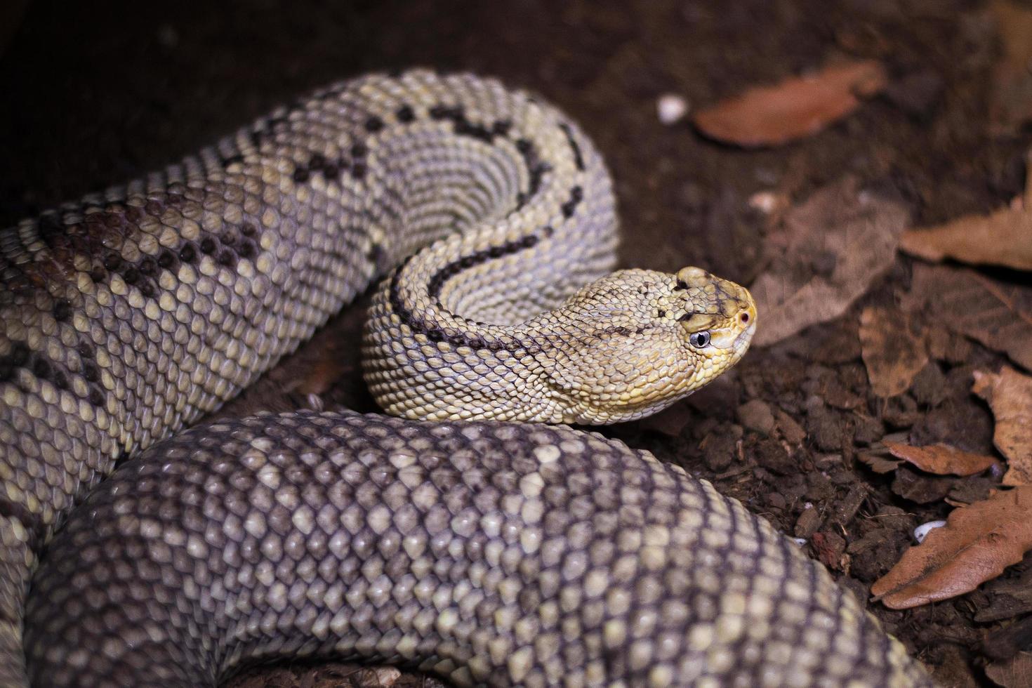 dichtbij omhoog van noordwestelijk neotropisch ratelslang in herpetarium foto