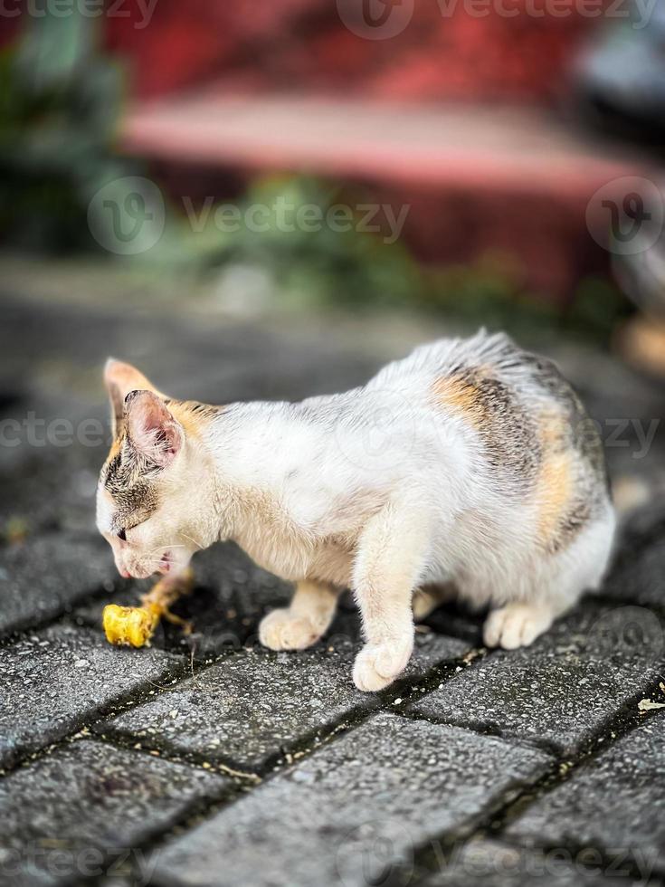 kat Aan de weg. foto