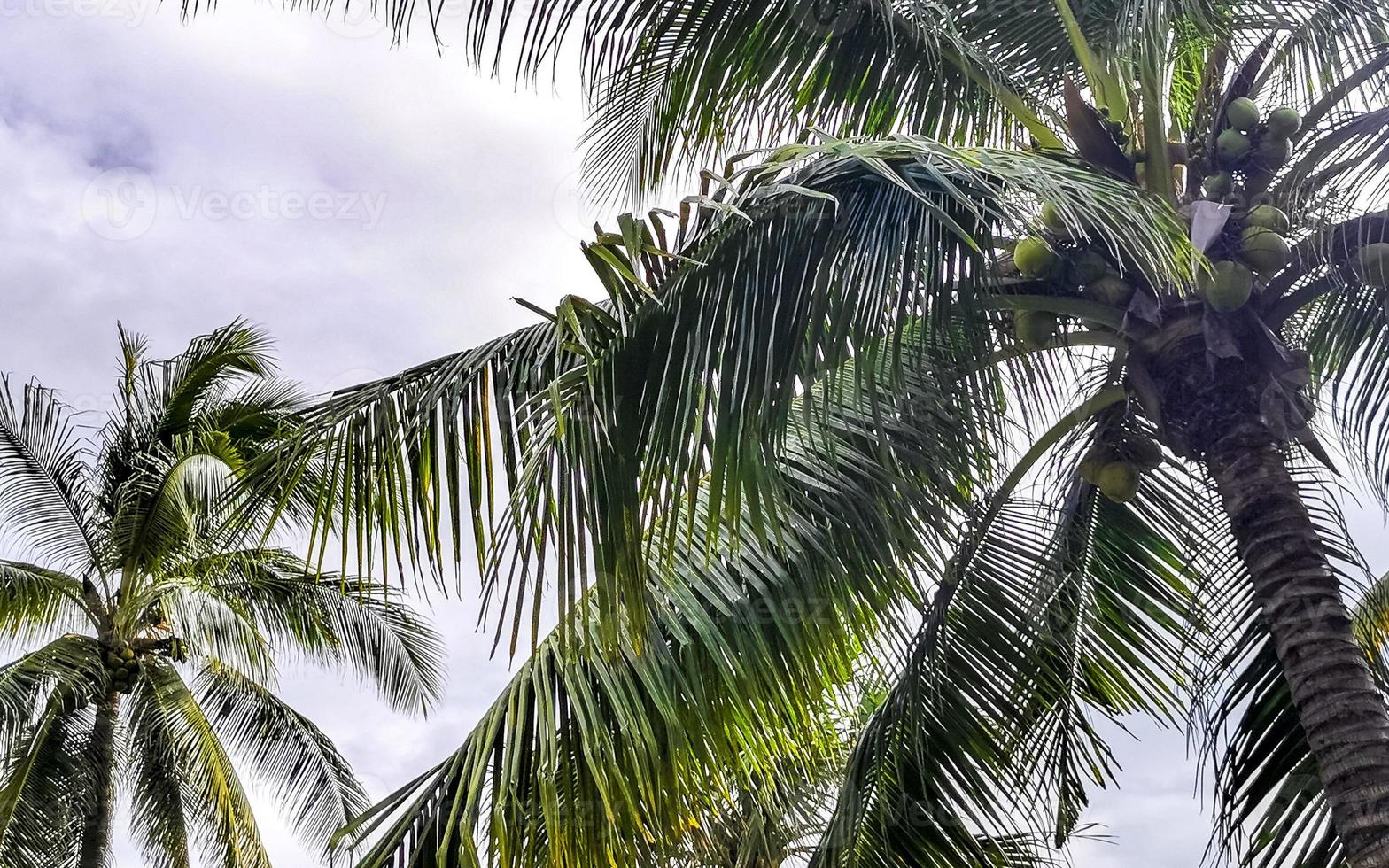 tropisch natuurlijk palm boom kokosnoten bewolkt lucht in Mexico. foto