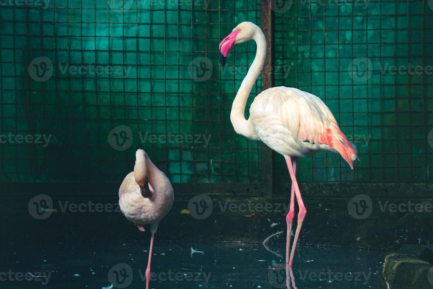 deze is een foto van een flamingo's Bij de dierentuin. f