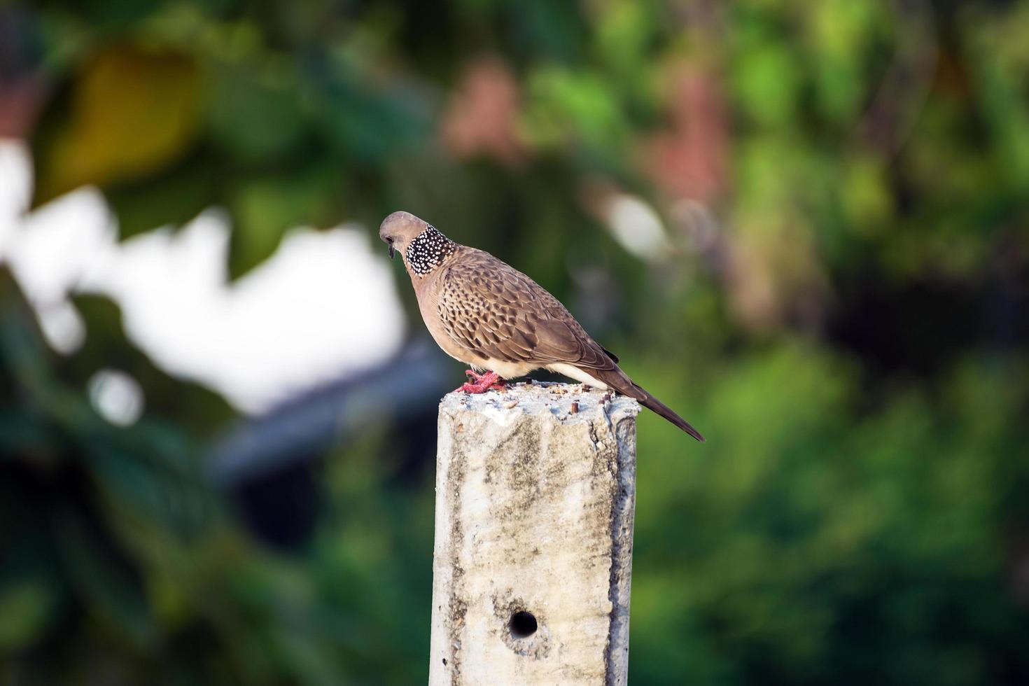 duif zat op hoogspanningsmast foto