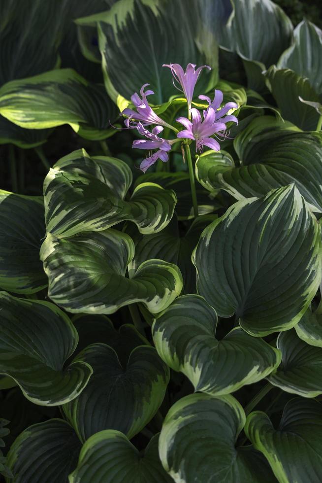 paarse delicate bloemen op hosta foto