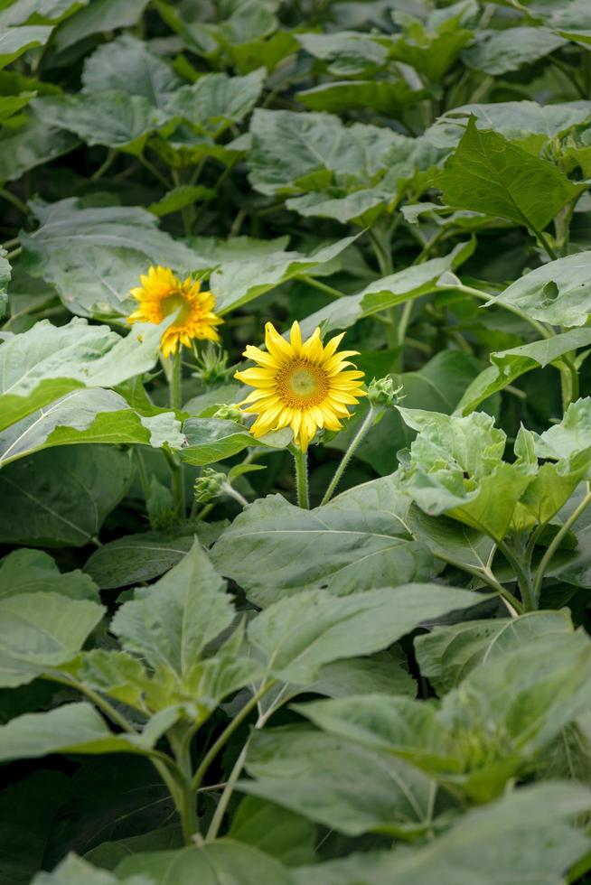 zonnebloem in een tuin foto