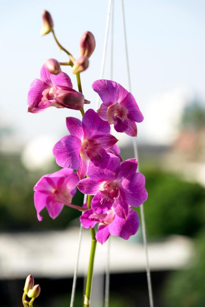 Thaise paarse orchidee foto