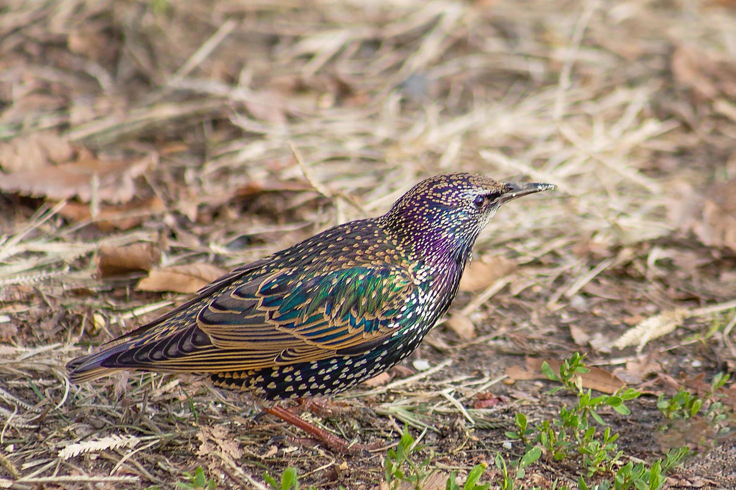 kleurrijke vogel lopen op de grond foto