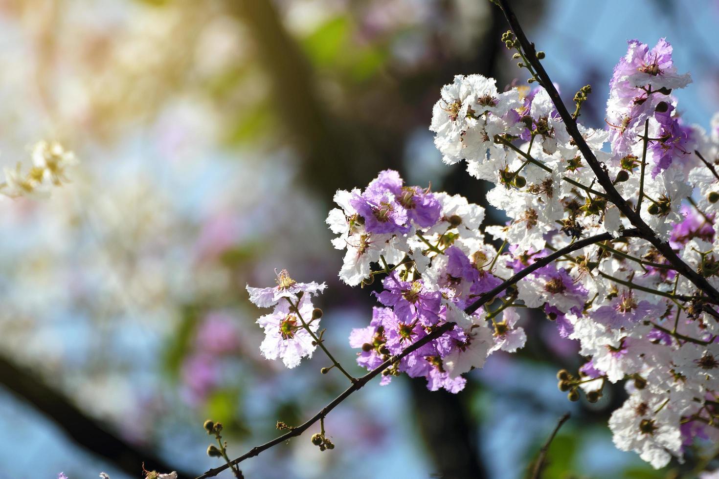 bloemen van perzikboom in de lente foto