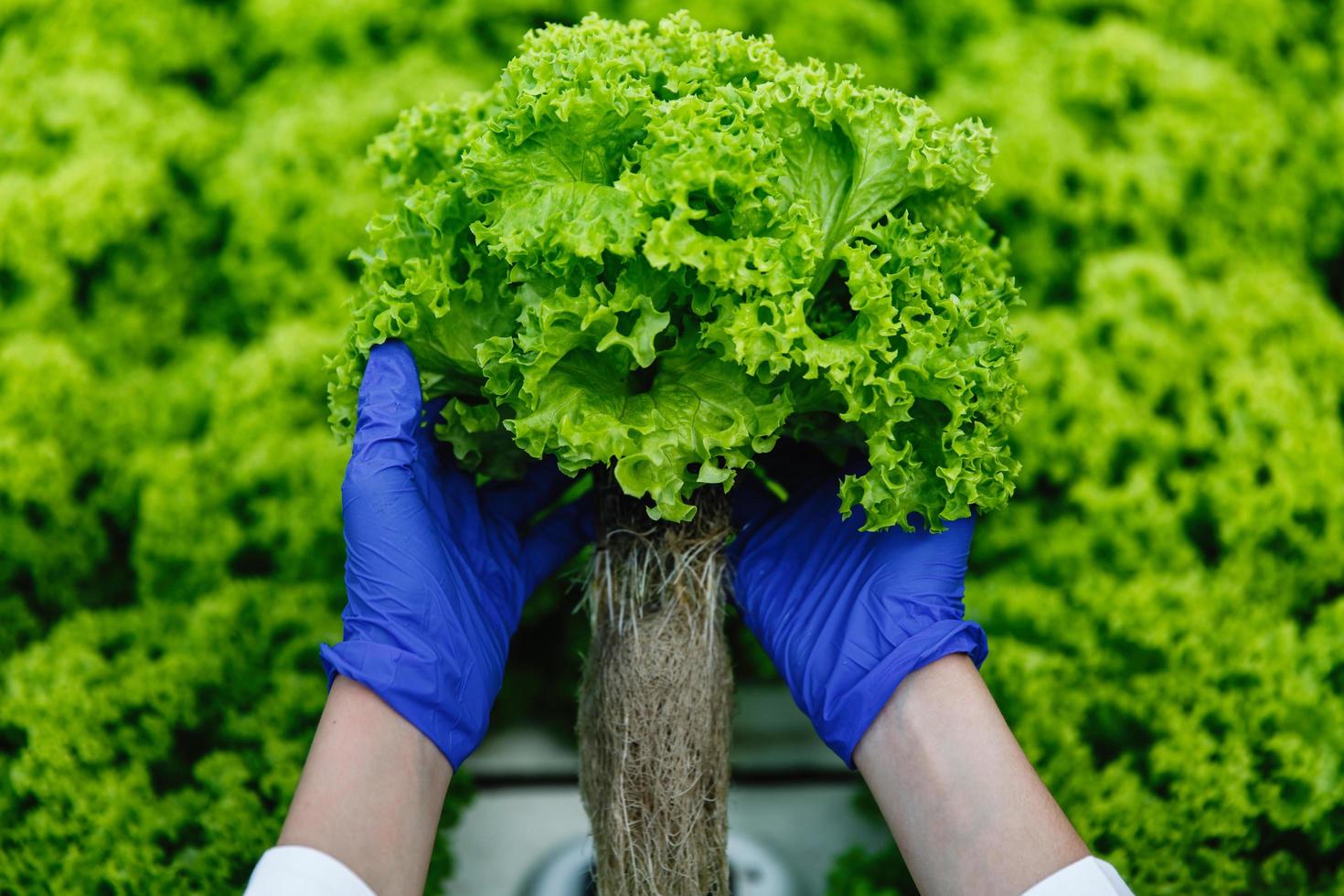 vrouw in blauwe handschoenen houdt groene salade foto