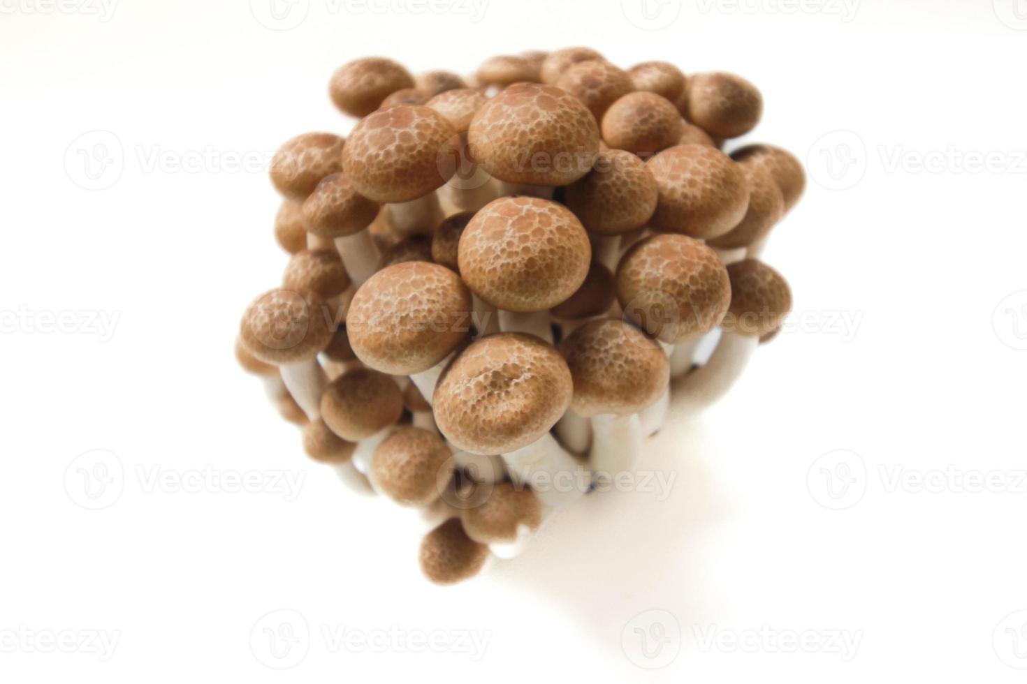 bruin beuken champignons of shimeji champignons geïsoleerd Aan wit achtergrond foto