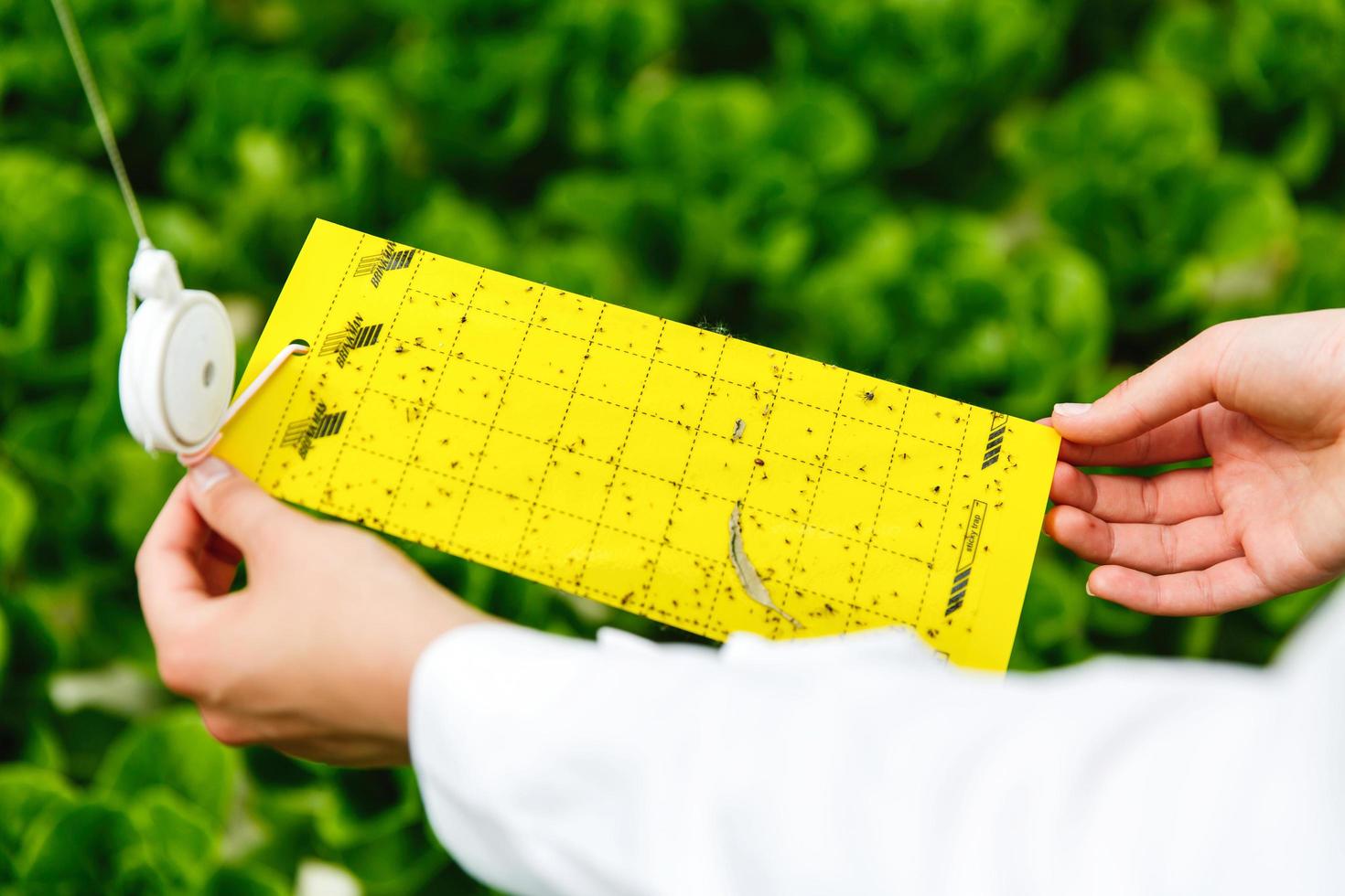 onderzoeker doet een test van insecten in een kas foto