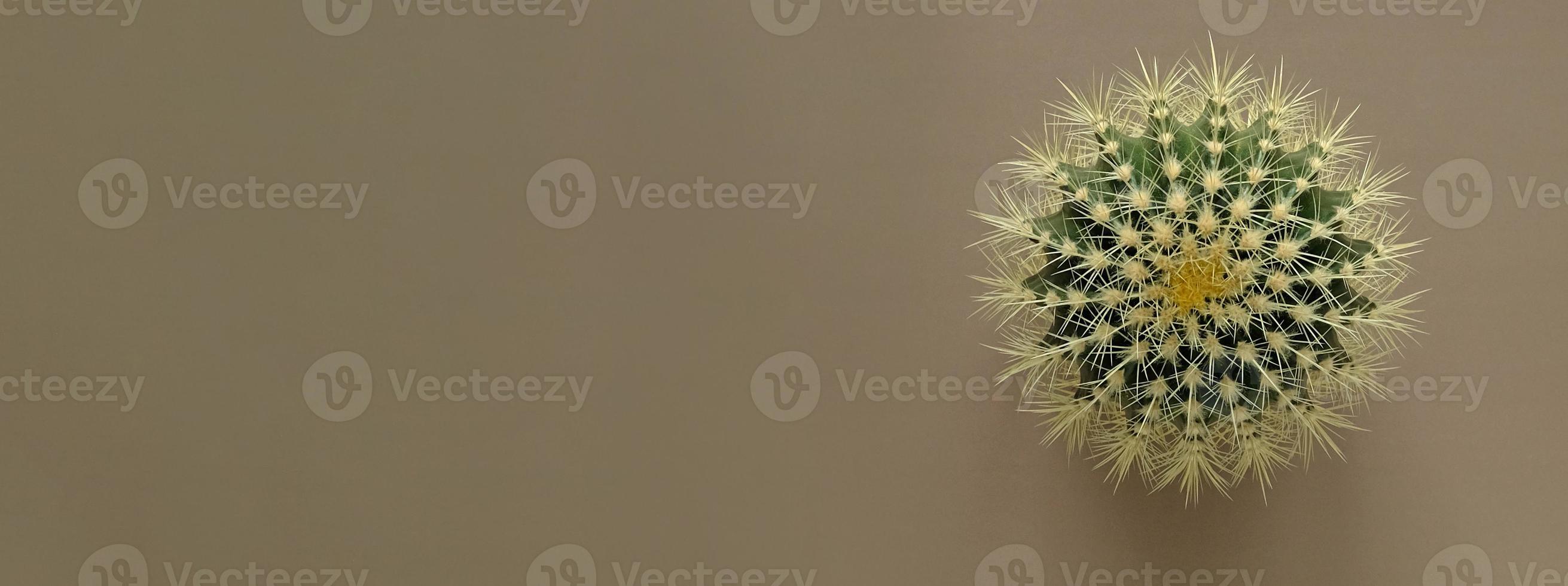 top visie van een groen cactus met groot scherp stekels Aan een gekleurde pastel achtergrond. kamerplant gouden vat cactus, echinocactus grusonii fabriek. detailopname, kopiëren ruimte. foto