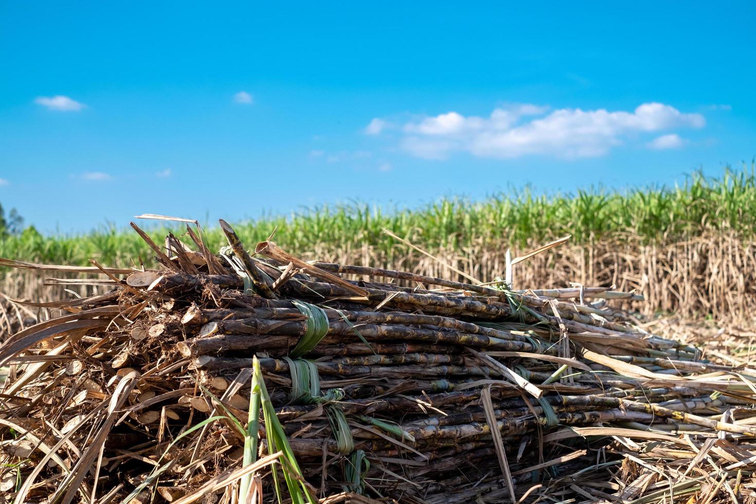 suikerriet, suiker riet oogst in suikerstok velden in de winter seizoen, heeft groen en versheid. shows de vruchtbaarheid van de bodem foto