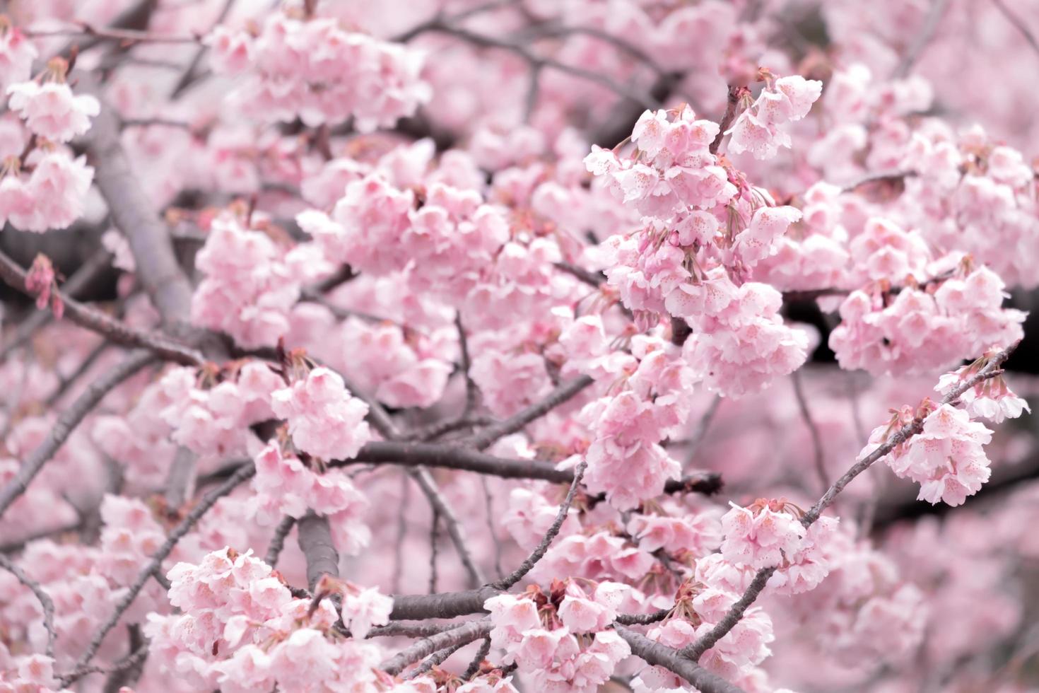 zacht pastel kleur, mooi kers bloesem. voorjaar achtergrond met roze sakura bloemen. foto
