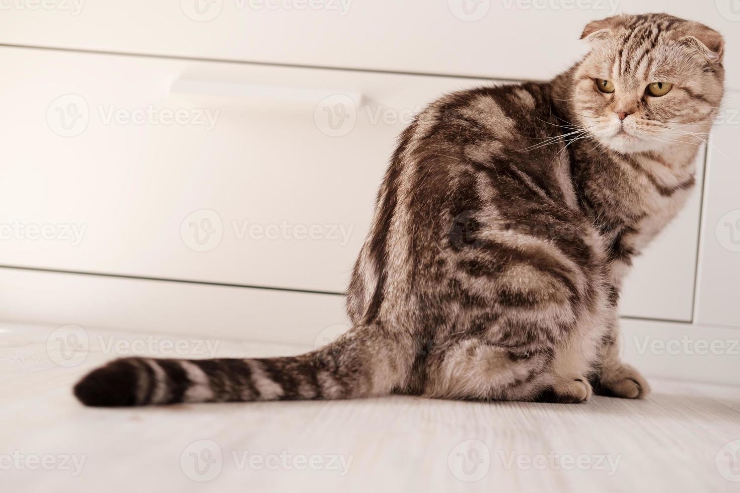 een ontevreden kat, Schots vouwen, zit Aan de verdieping en looks weg tegen de backdrop van een wit bank. foto