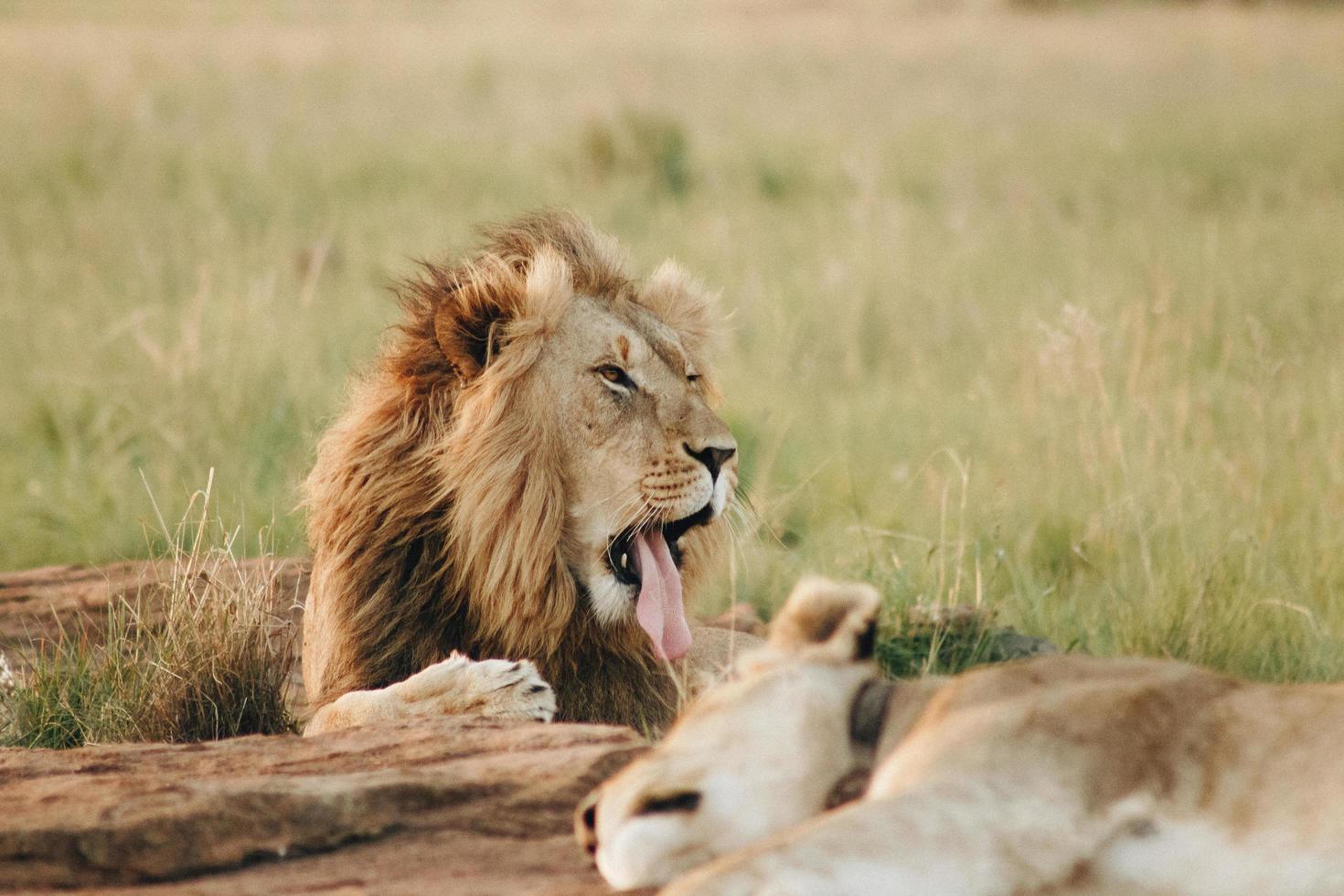 leeuw steekt tong uit terwijl hij in het gras ligt foto