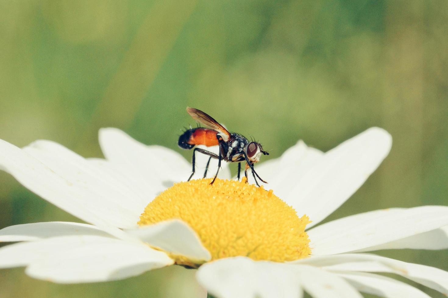 vlieg op madeliefjebloem foto