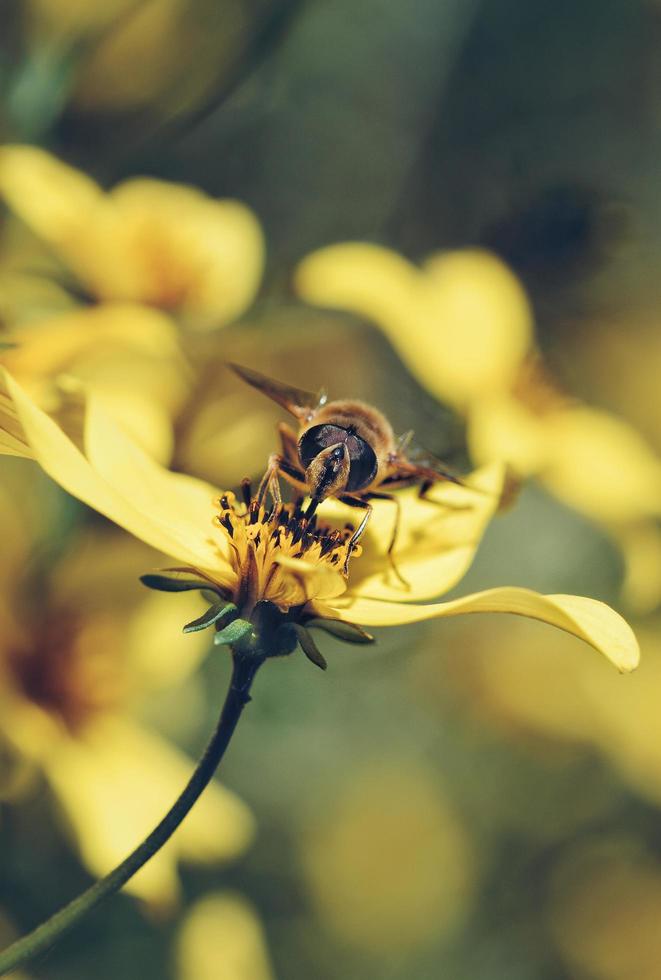 close-up van bijen op gele bloem foto