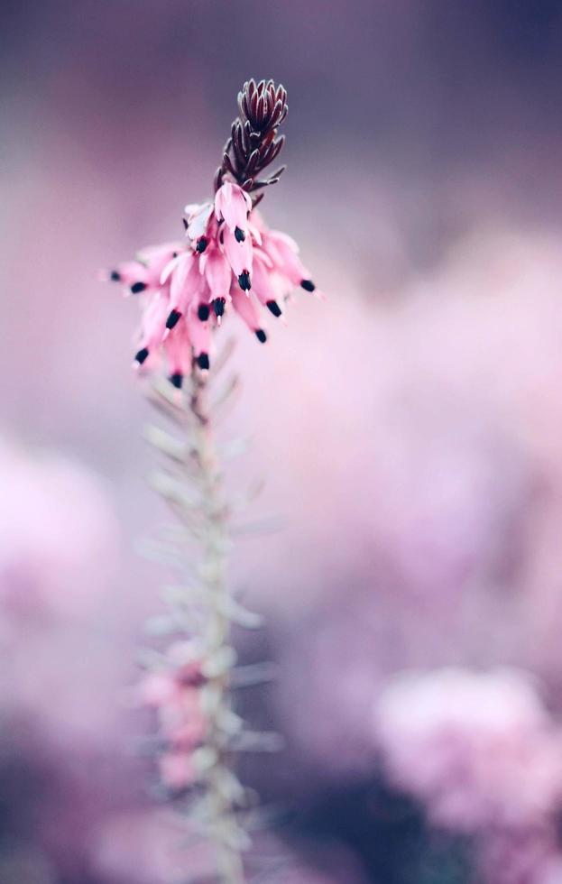 close-up van roze bloem foto