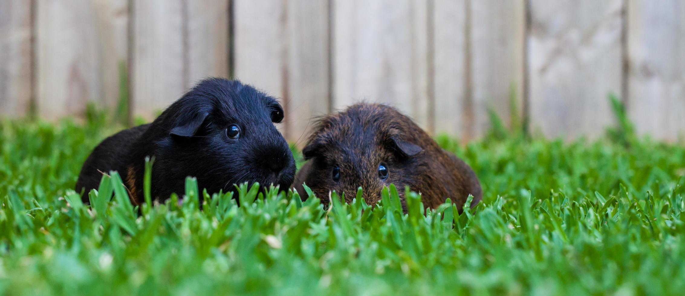 Sydney, Australië, 2020 - Twee cavia's in groen gras foto