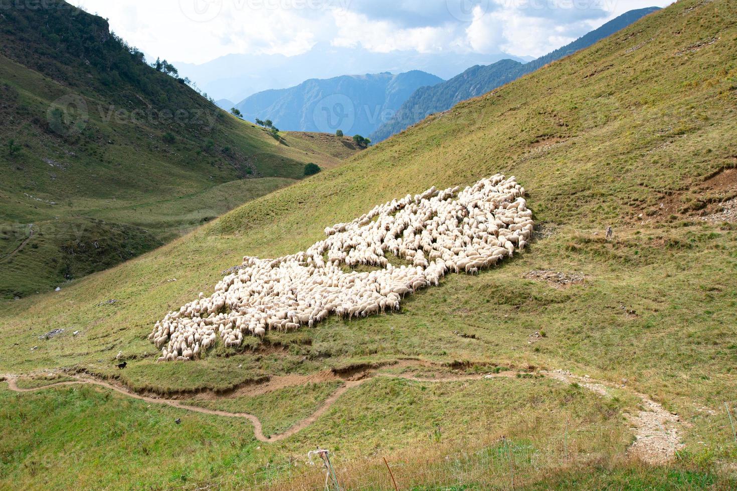 kudde van schapen in de buurt berg spoor in Brembana vallei Italië foto