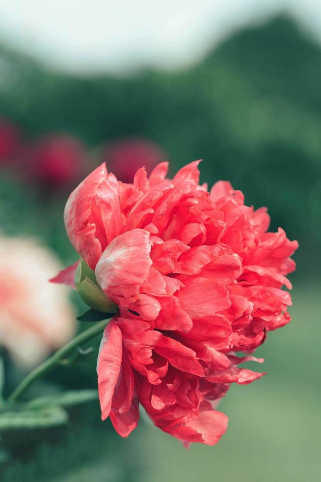 close-up van rode petaled bloem foto