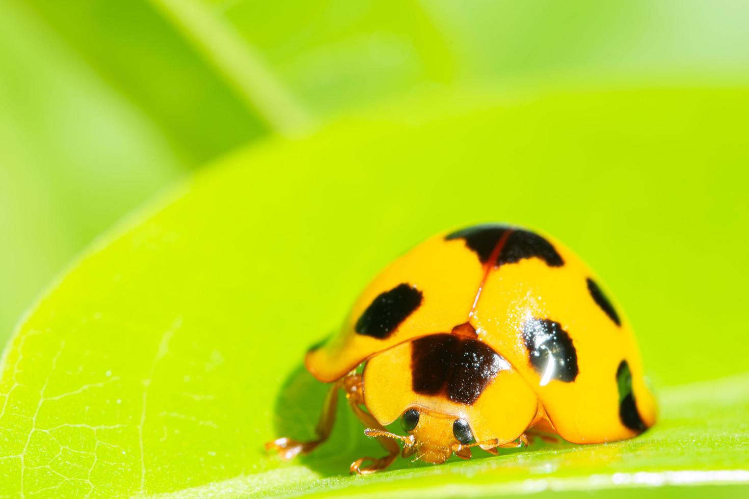 geel lieveheersbeestje op een blad foto