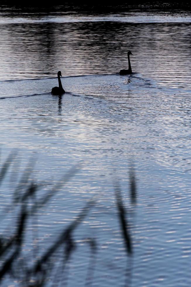 twee zwanen op het water 's nachts foto