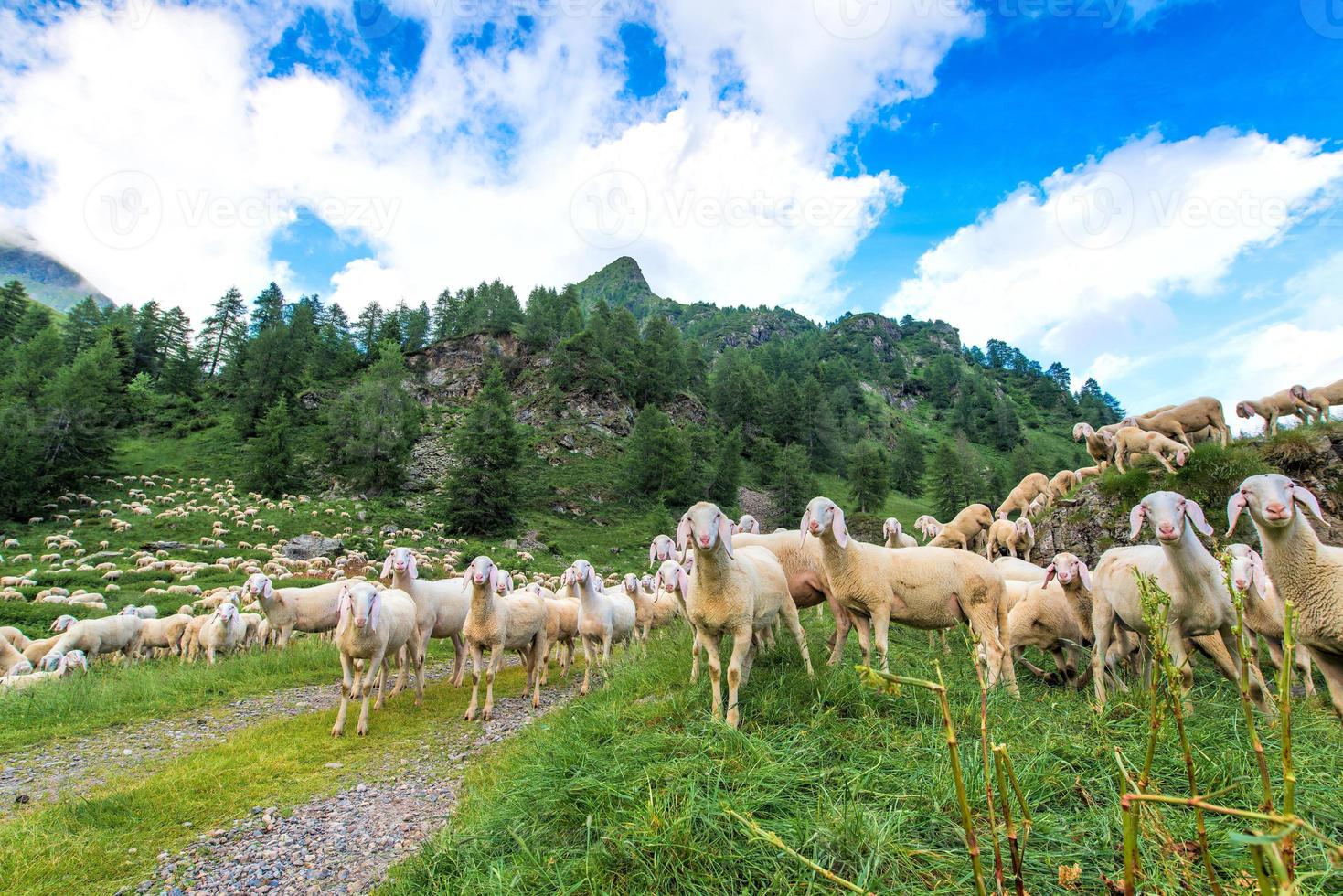 transhumance van schapen in de bergen foto