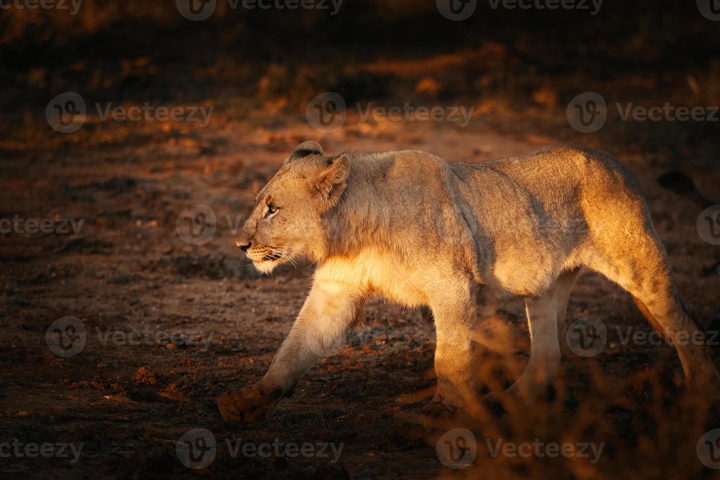 vrouwelijke Afrikaanse leeuw spelen met een stok bij zonsondergang foto
