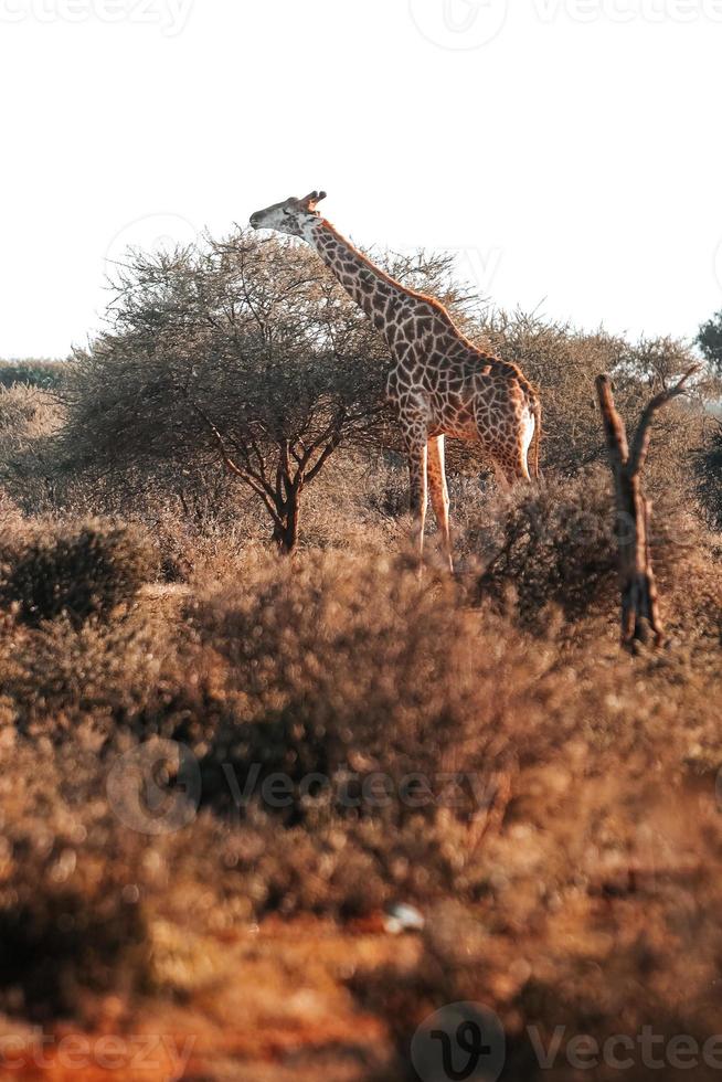 giraffe Bij zonsondergang foto