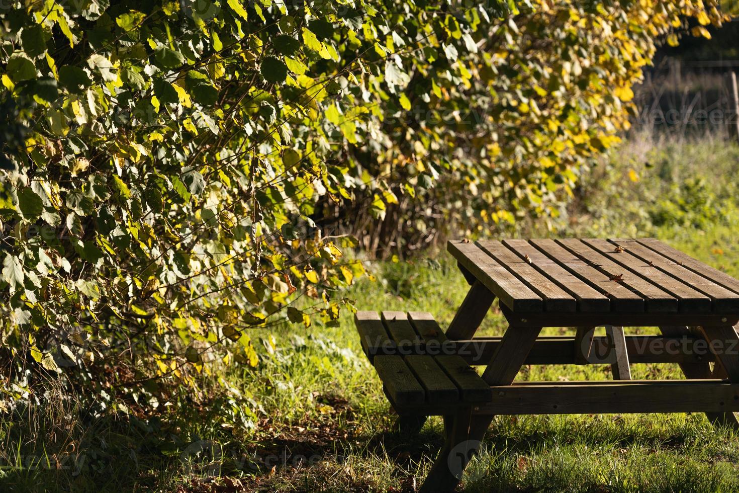 rust uit plaats in park, picknick tafel in vredig omgeving foto