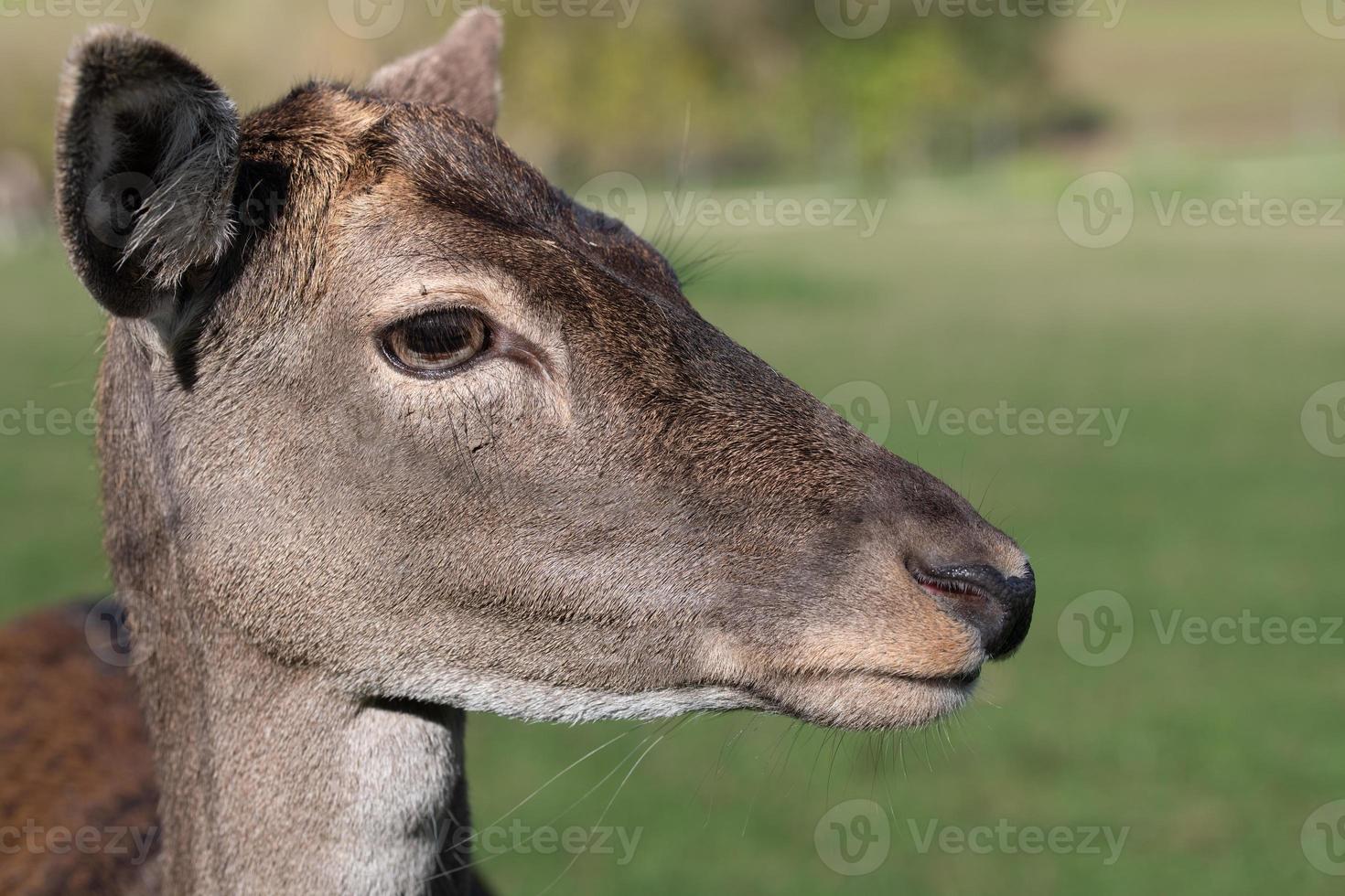 portret van een jong achter staand in de groen weide. u kan zien de hoofd, de lang nek, de ogen, de oren en de snuit. foto