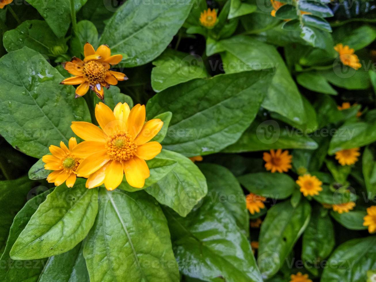 mini zon geel weinig ster bloem zonnebloem boter madeliefje bloem een dag schieten foto