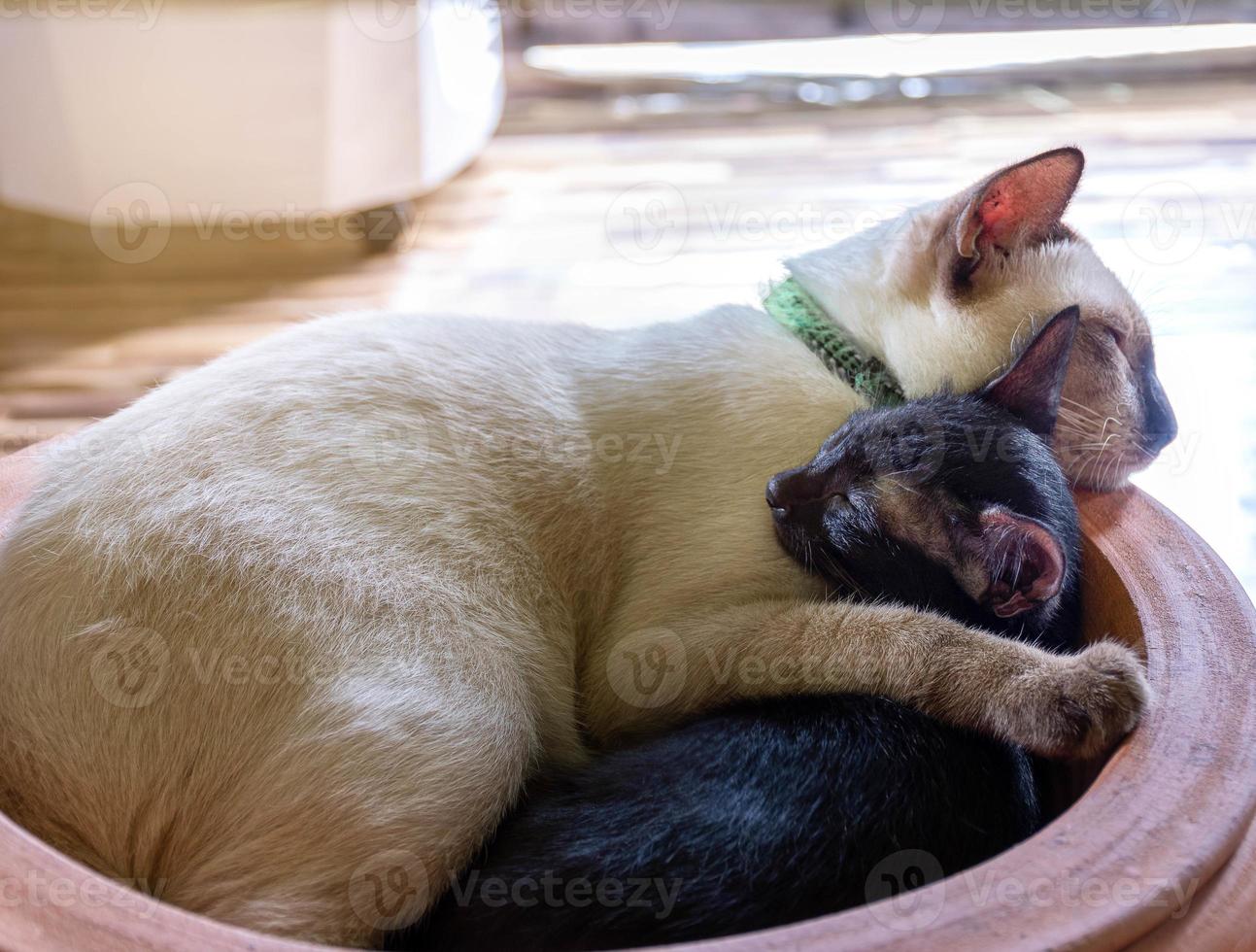 wit moeder kat slapen knuffelen een zwart katje foto