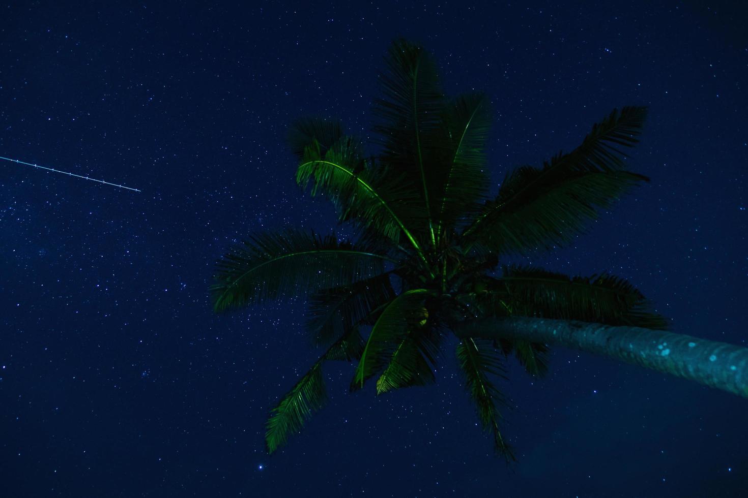 toneel- nacht lucht met een veel van sterren en palm boom foto