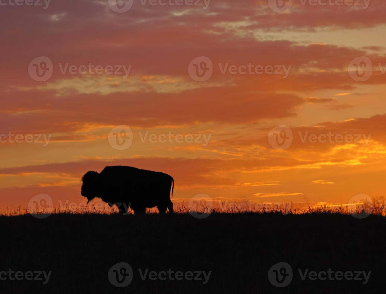 noorden Amerikaans bizon gedurende gouden zonsondergang foto