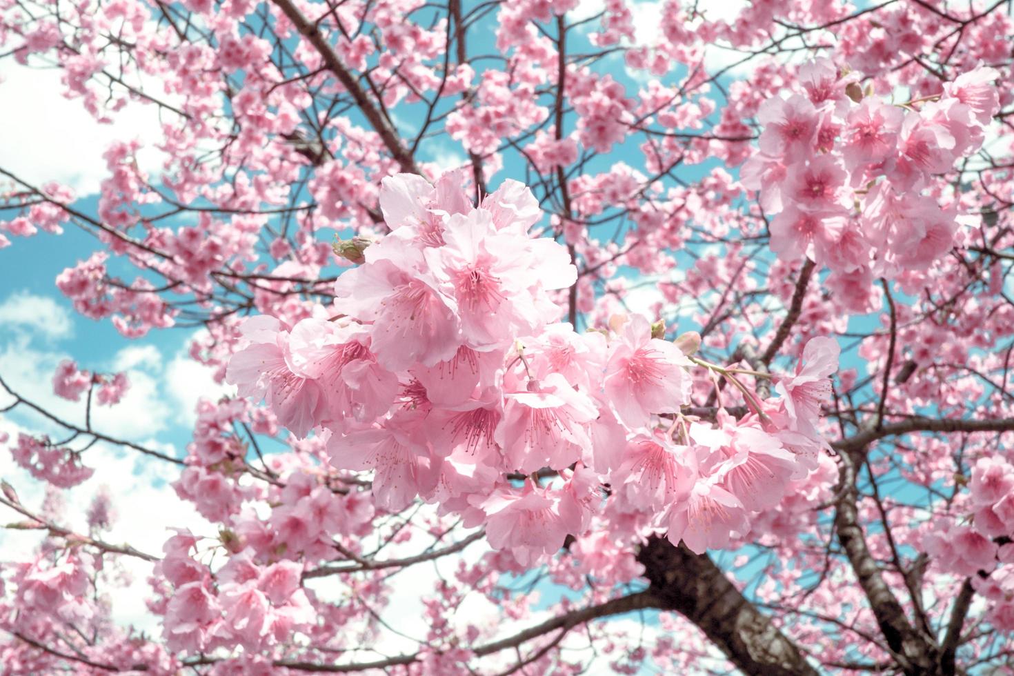 mooi roze kers bloesems sakura met verfrissend in de ochtend- in Japan foto