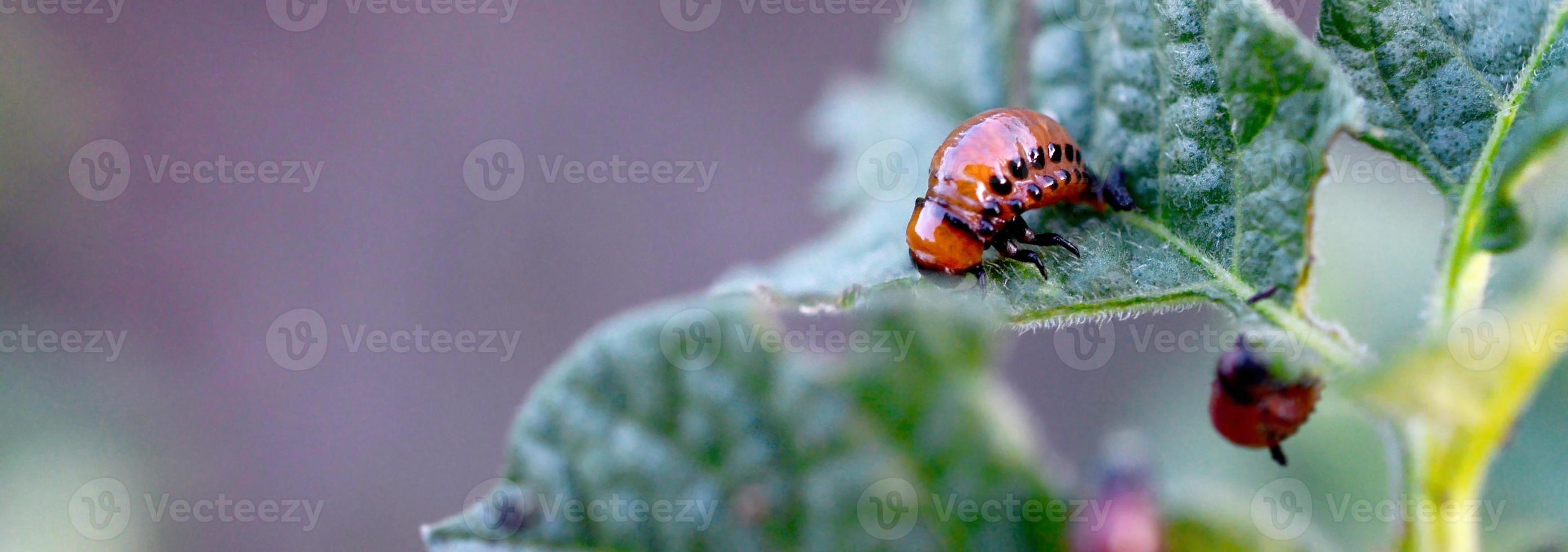 Colorado aardappel kever larven eten blad van jong aardappel foto