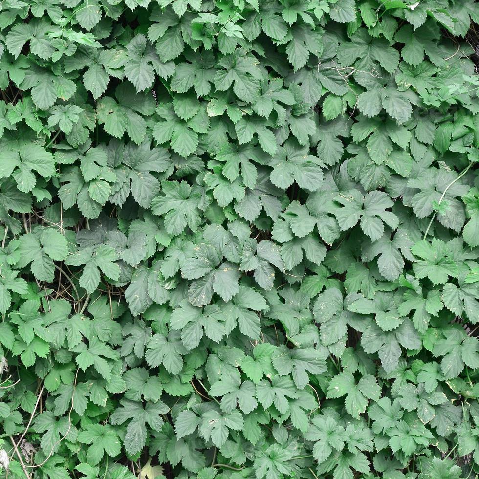 groen klimop groeit langs de beige muur van geschilderd tegels. structuur van dicht struikgewas van wild klimop foto