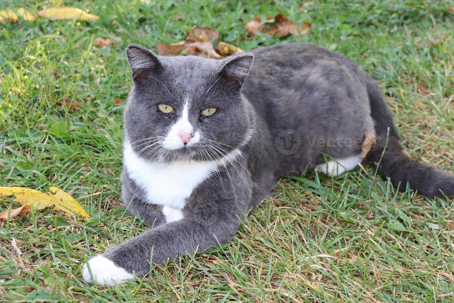 grijs kat leugens Aan de gras en geel gedaald herfst bladeren foto